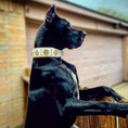 Load image into Gallery viewer, The "Maximus" collar 2.5 inch wide white & gold - Pet Collars & Harnesses from Bestia Dog Gear
