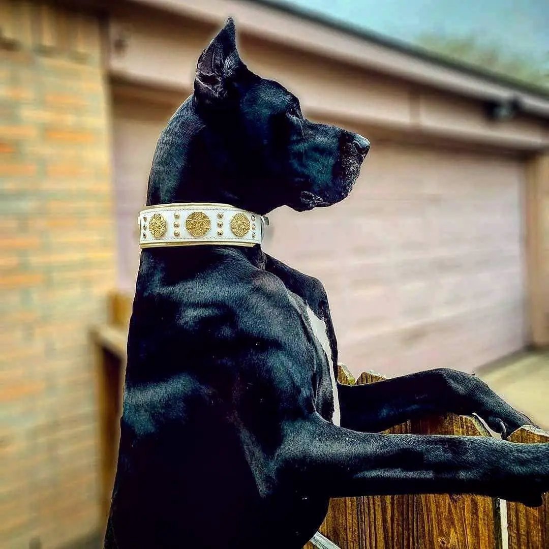 The "Maximus" collar 2.5 inch wide white & gold - Pet Collars & Harnesses from Bestia Dog Gear