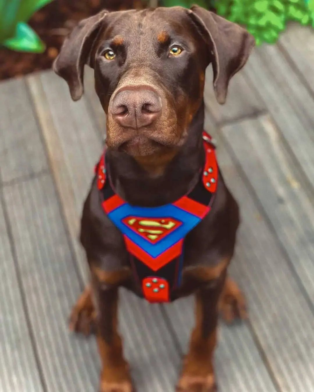 Superdog Harness - Harnesses from Bestia Dog Gear