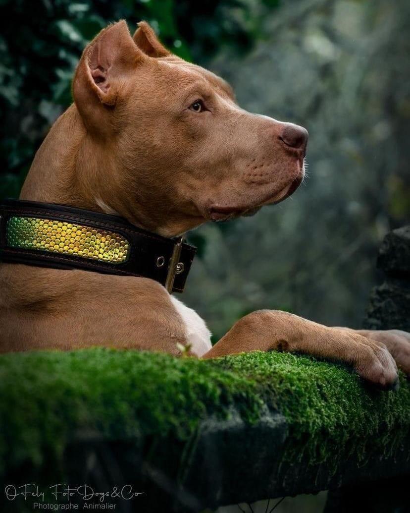 Bestia D'Albertis black and iridescent leather dog collar, view 6