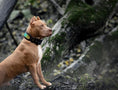 Load image into Gallery viewer, Bestia D'Albertis black and iridescent leather dog collar, view 7
