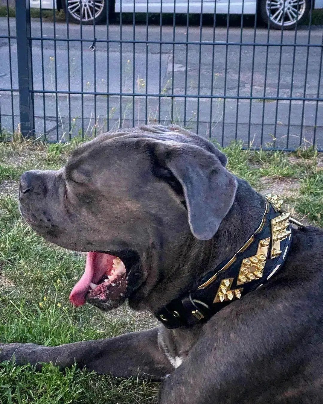 The ''Midas'' Collar Gold - Pet Collars & Harnesses from Bestia Dog Gear