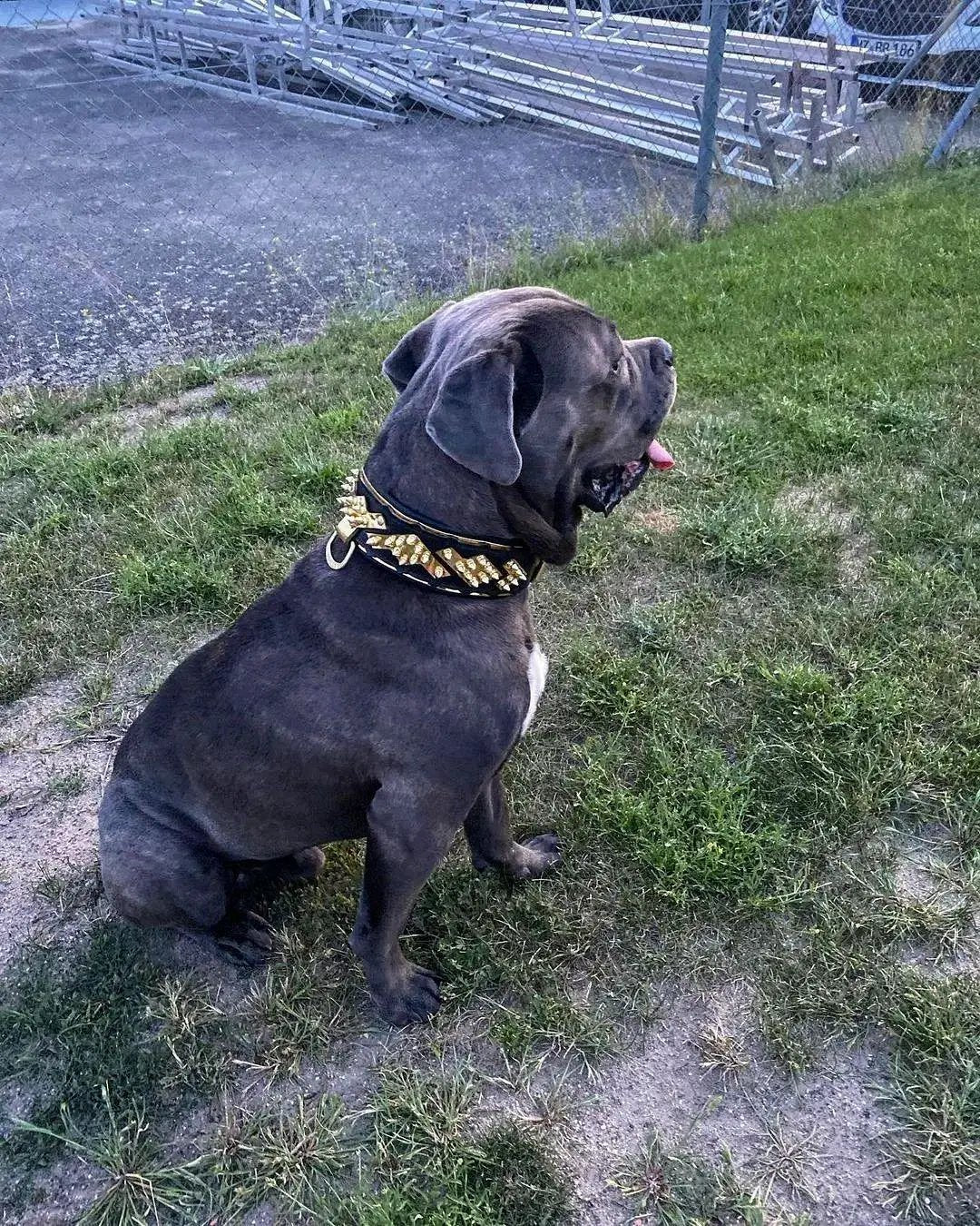 The ''Midas'' Collar Gold - Pet Collars & Harnesses from Bestia Dog Gear