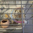 Load image into Gallery viewer, Aurora Featherz Gradient Bird Rope Perch Stand For Cage Accessories by Sell My Stuff
