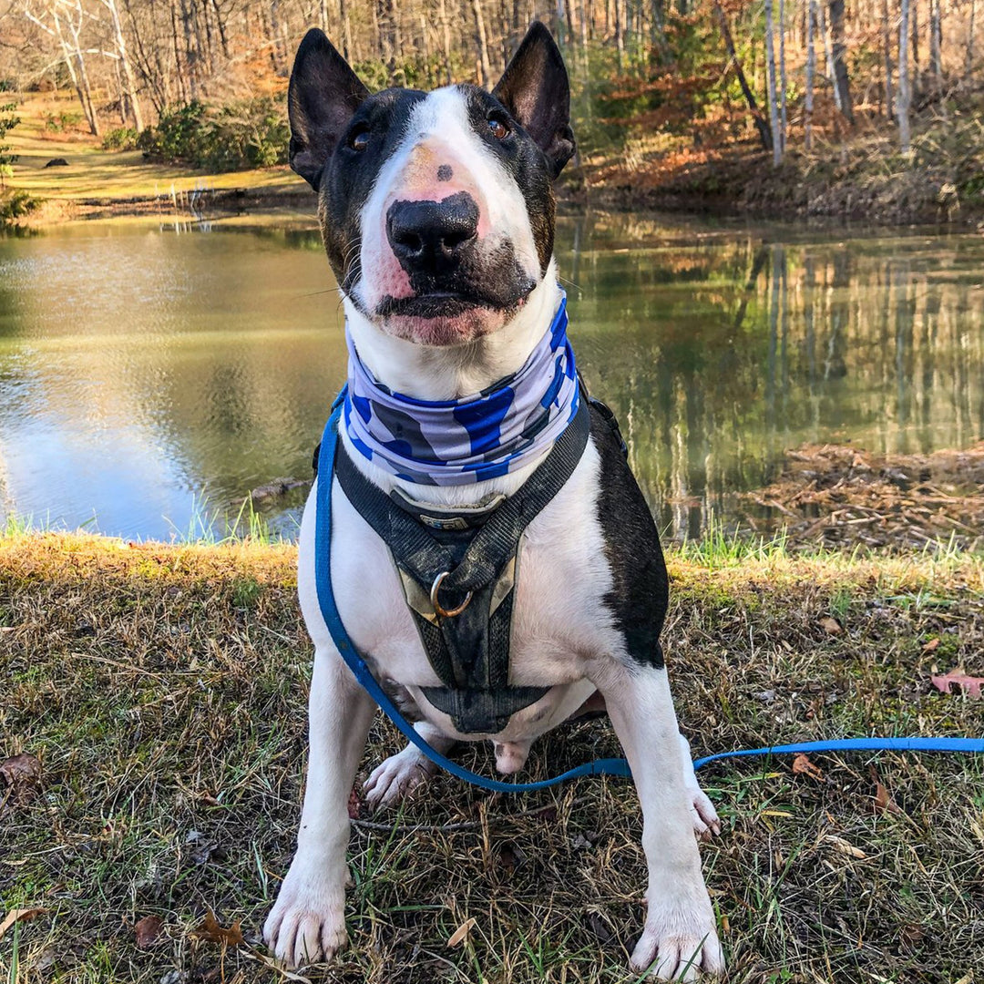 Bone Camo Blue Pup Scruff Dog Bandana