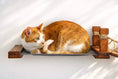 Charger l'image dans la visionneuse de la galerie, Double Cat Hammock and Climbing Bridge Combo cat bridge with wooden posts; orange-and-white tabby lounging.
