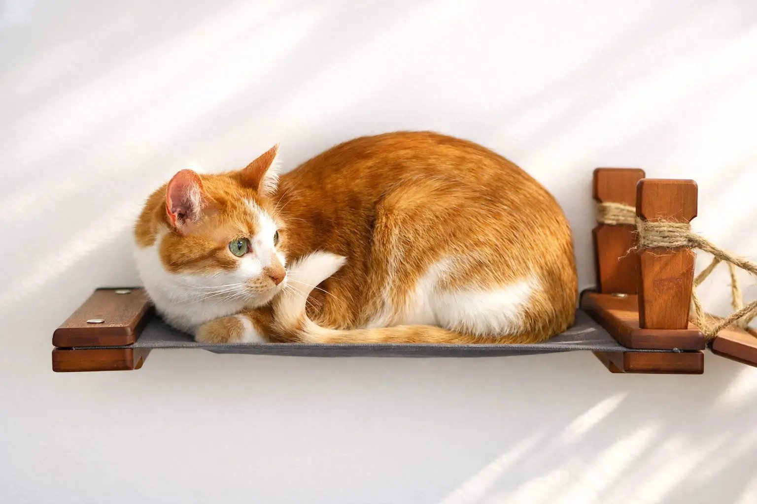 Double Cat Hammock and Climbing Bridge Combo cat bridge with wooden posts; orange-and-white tabby lounging.