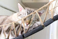 Gallery viewerに画像を読み込む, Cat Wall Bridge and Shelf Set, gray tabby cat resting on a natural rope bridge
