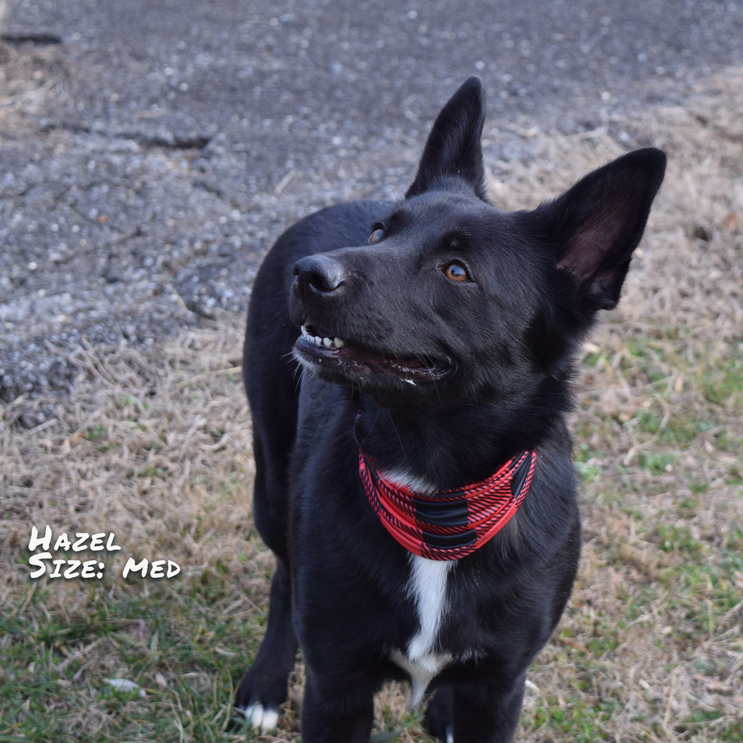 Buffalo Plaid Pup Scruff Dog Bandana
