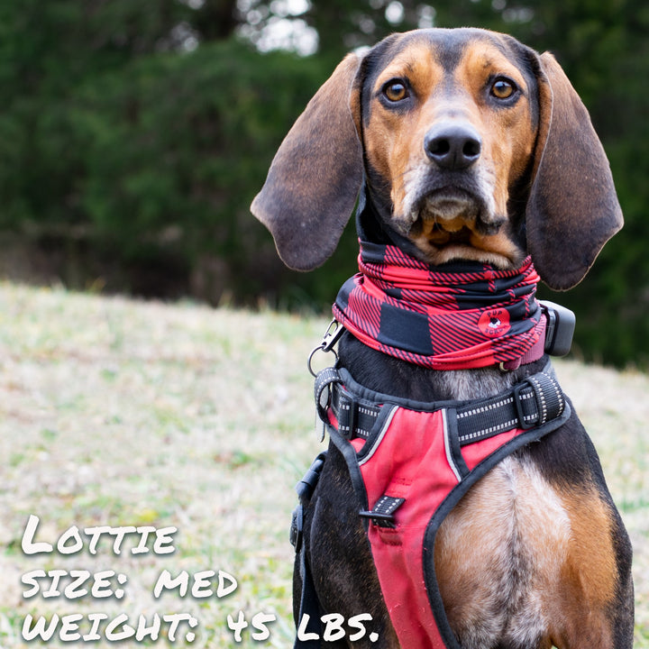 Buffalo Plaid Pup Scruff Dog Bandana