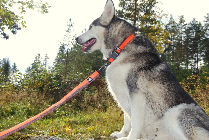 TrueLove Hands-Free Bungee Dog Leash TLL2271