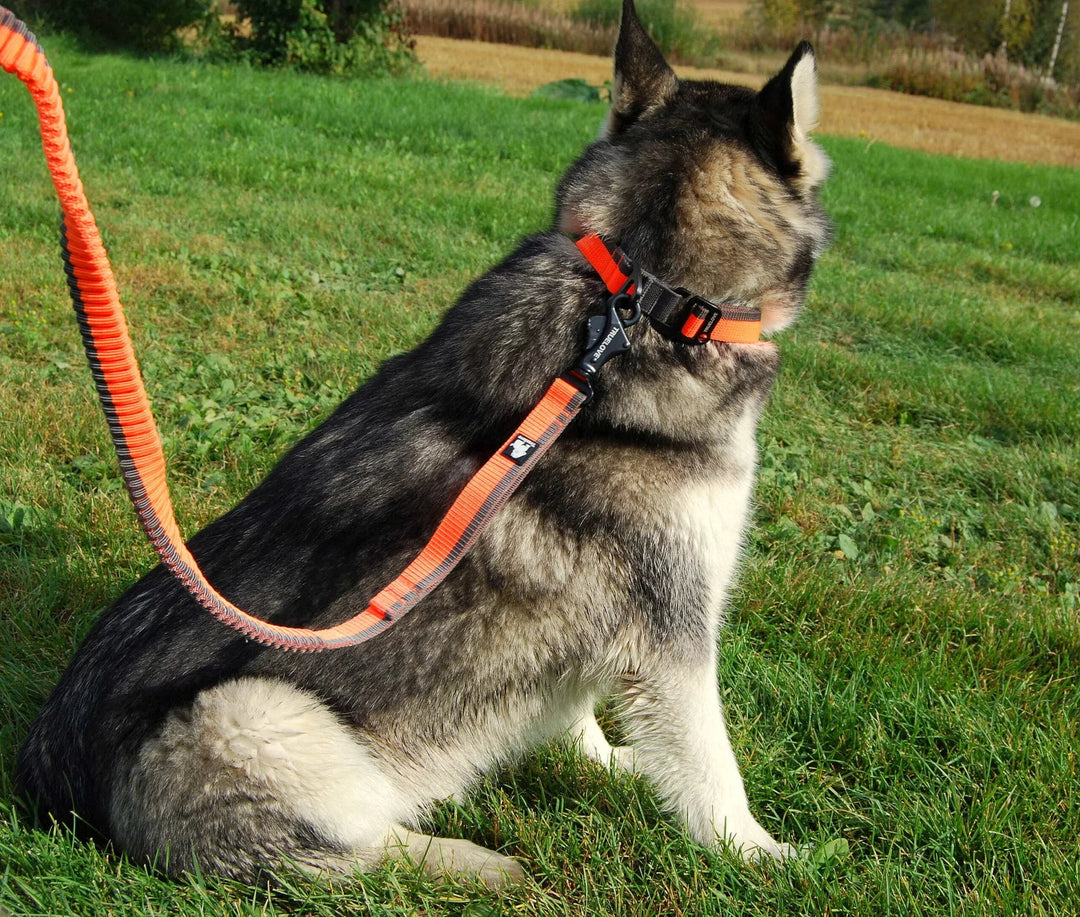TrueLove Hands-Free Bungee Dog Leash TLL2271