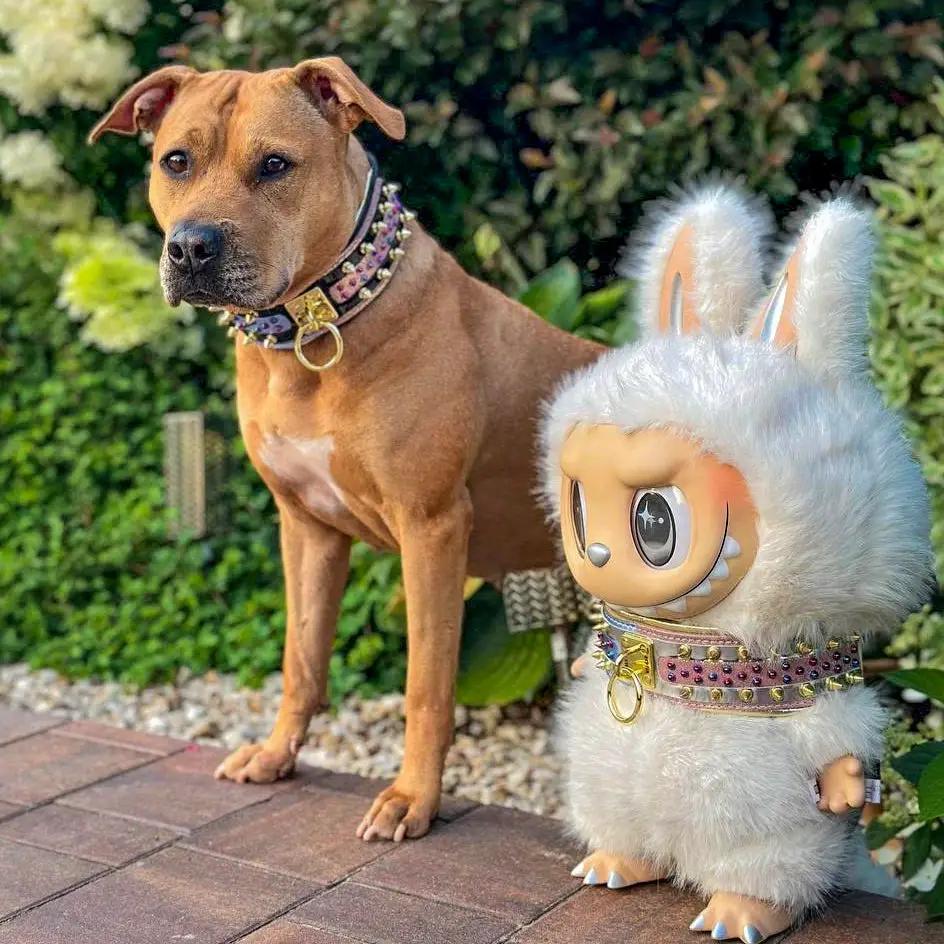 The Candy Dog Collar Black - Pet Collars & Harnesses from Bestia Dog Gear