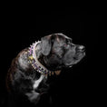 Load image into Gallery viewer, The Candy Dog Collar - Pet Collars & Harnesses from Bestia Dog Gear
