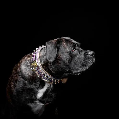 The Candy Dog Collar - Pet Collars & Harnesses from Bestia Dog Gear