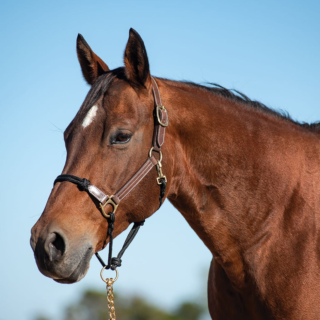 Cashel Leather and Rope Combo Horse Halter