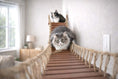 Gallery viewerに画像を読み込む, Cat Wall Bridge and Shelf Set by Catastrophic Creations, wooden plank bridge with rope rails, two cats on it.
