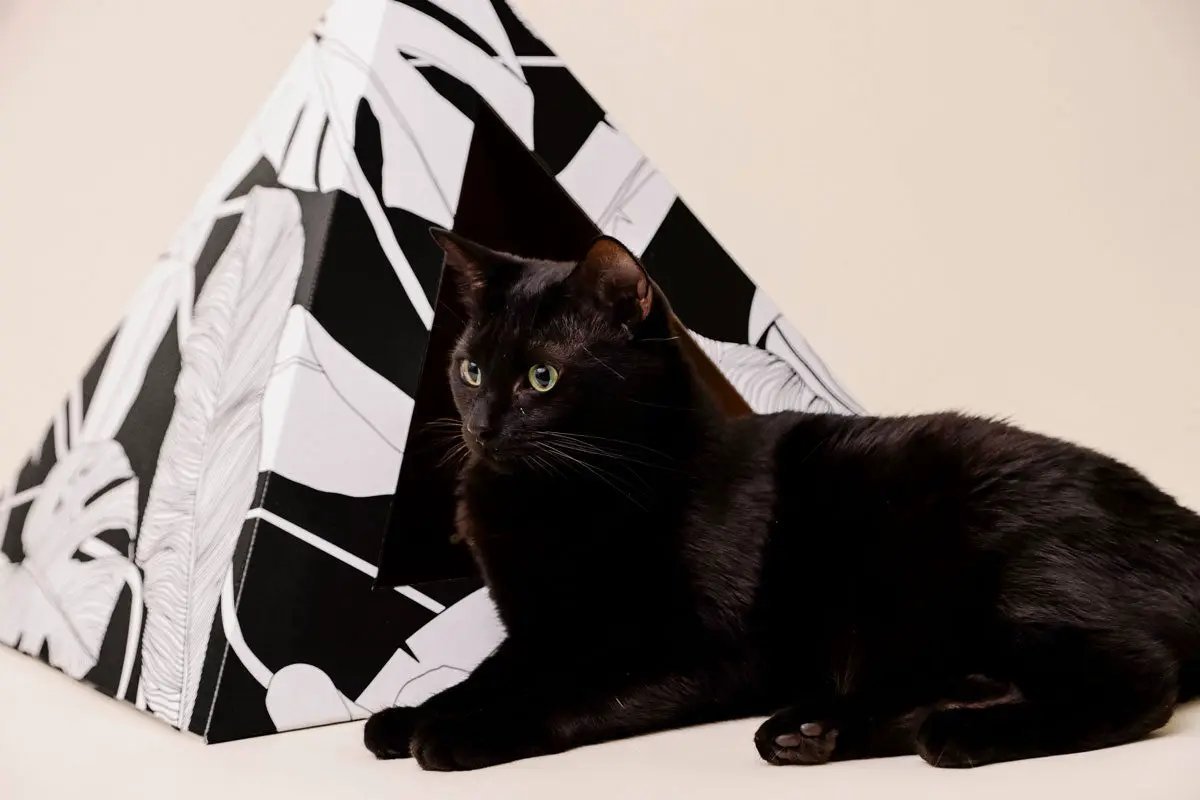Kitty Kardboard Dark Paradise Cardboard Cat Pyramid Super Sleek Modern Artistic Decoration by KittyKardboard