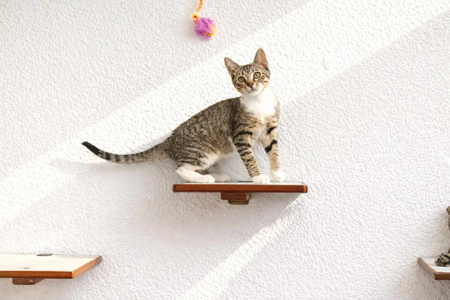 Cat Perch wall-mounted wooden shelf with a tabby cat perched on the center shelf