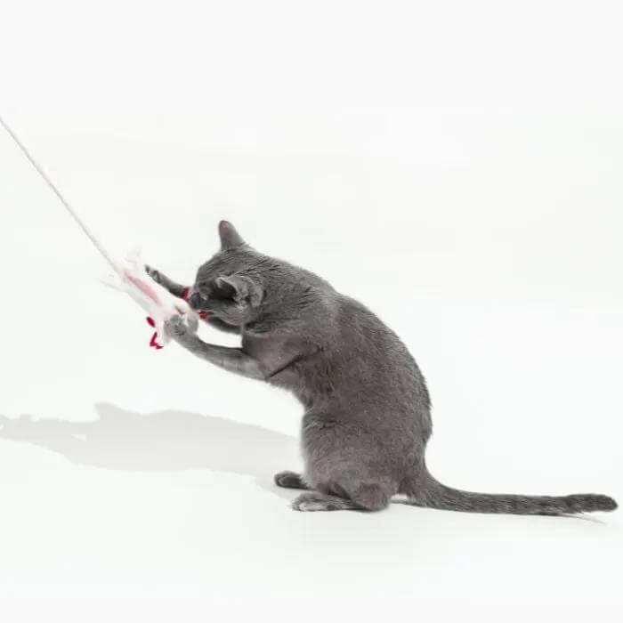 A Little Lotl axolotl wool cat toy; gray cat plays with a white rope toy with pink tassel.