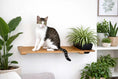 Load image into Gallery viewer, Cat Plant Stand for Wall, wooden cat shelf with a cat beside a potted plant.

