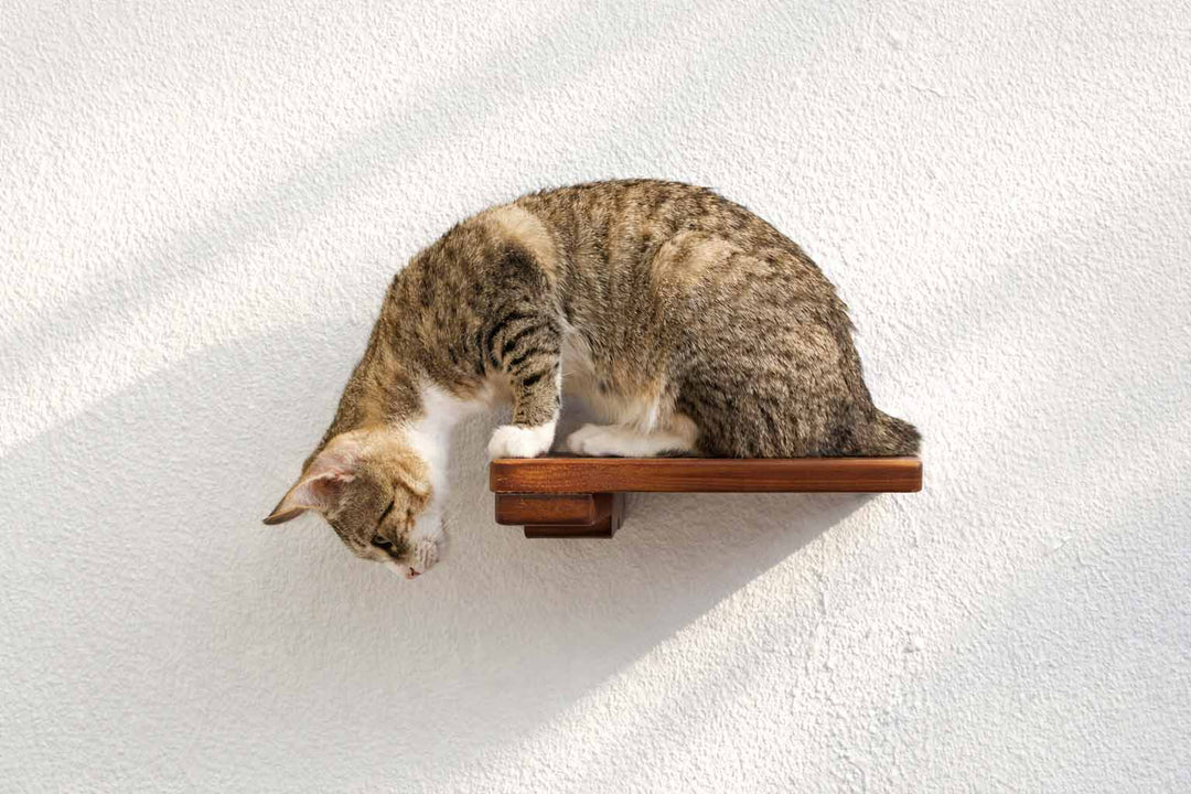 Cat Climbing Shelf by Catastrophic Creations; wooden wall-mounted cat shelf with a cat on it