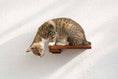 Load image into Gallery viewer, Cat Climbing Shelf by Catastrophic Creations; wooden wall-mounted cat shelf with a cat on it
