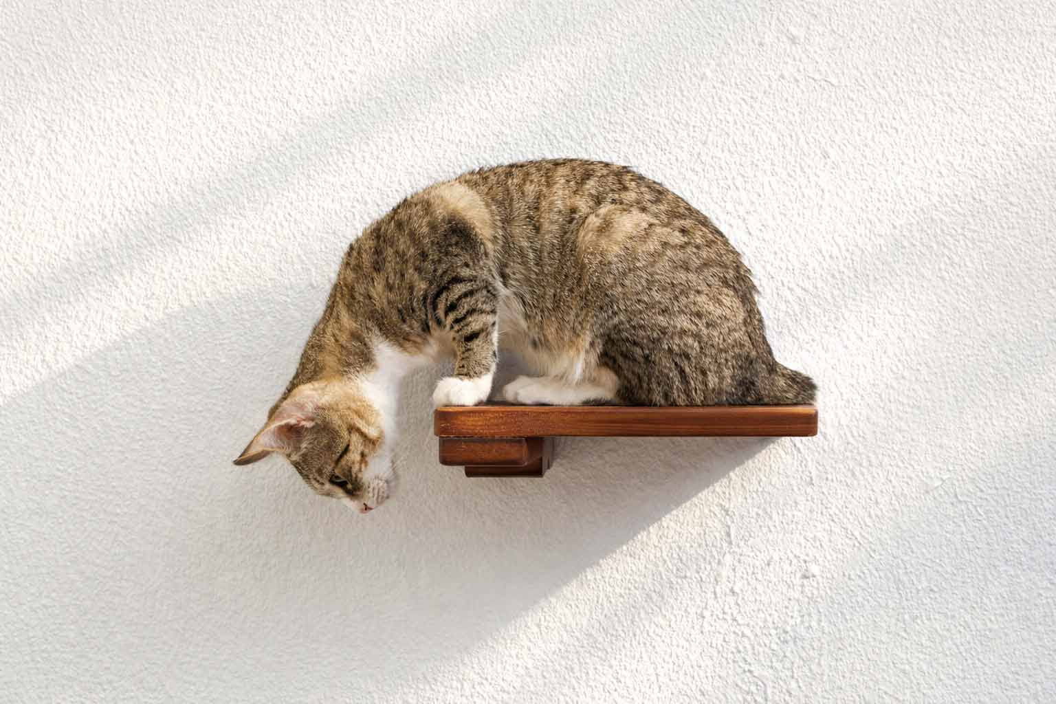Cat Climbing Shelf by Catastrophic Creations; wooden wall-mounted cat shelf with a cat on it