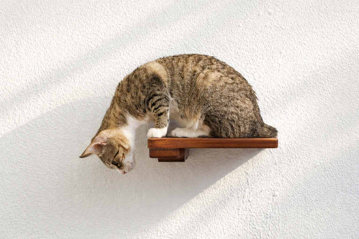 Cat Climbing Shelf by Catastrophic Creations; wooden wall-mounted cat shelf with a cat on it