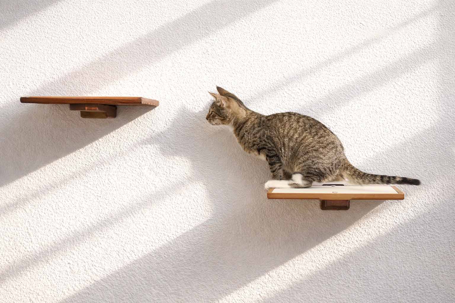 Cat Perch wall-mounted wooden cat shelves; two brown wood shelves on a light wall with a cat on the right shelf.