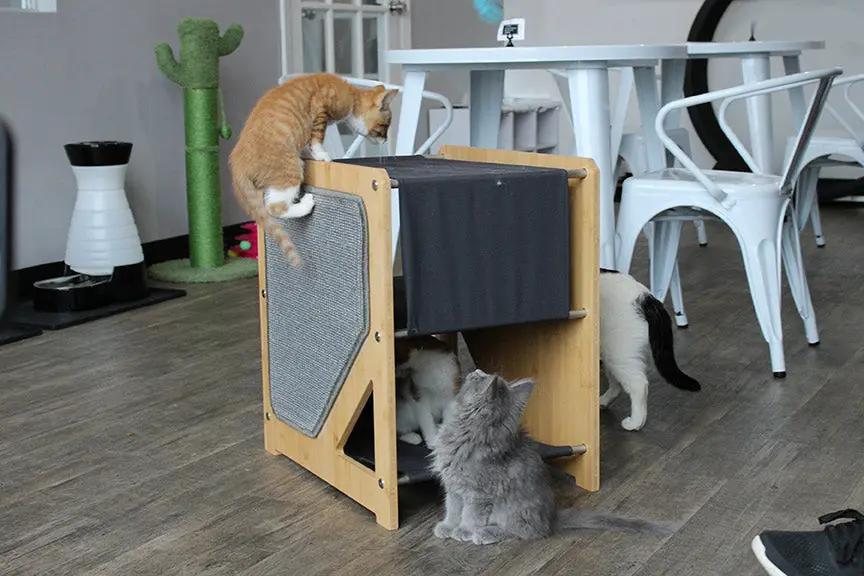 The Grotto cat condo: short wooden cat tree for small spaces with fabric panel, kittens exploring.
