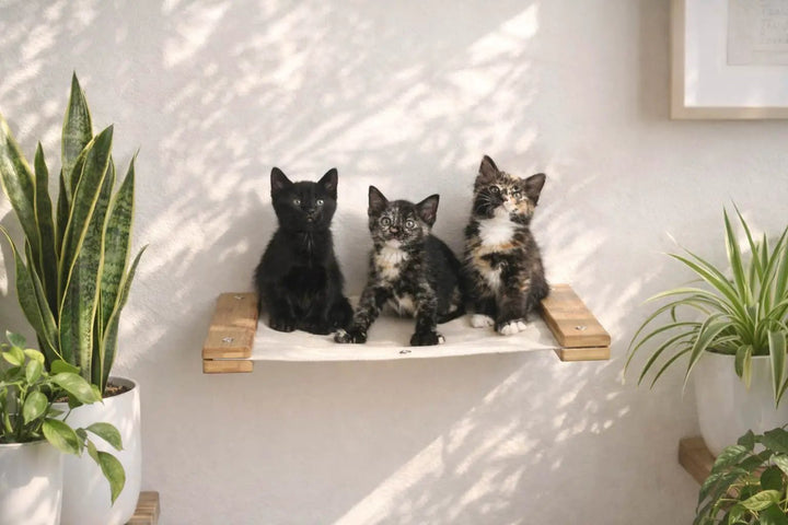 Hanging cat bed hammock with beige fabric and natural wood supports; three kittens sit on it.