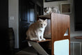 Charger l'image dans la visionneuse de la galerie, Cat Condo: The Overlook by Catastrophic Creations, sturdy bamboo cat tree with two cats.

