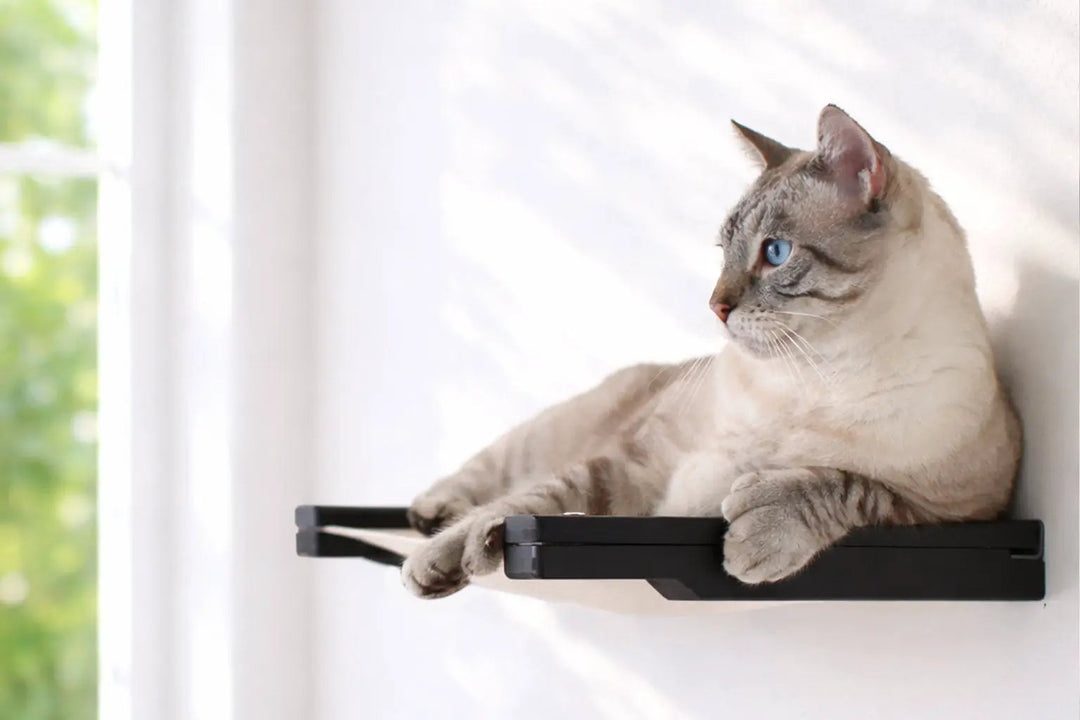 Hanging Cat Bed Hammock by Catastrophic Creations, black wall-mounted cat perch with a light beige cat.