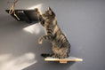 Bild in Galerie-Betrachter laden, Cat Perch - Wall-Mounted Wooden cat shelf by Catastrophic Creations with a tabby cat.
