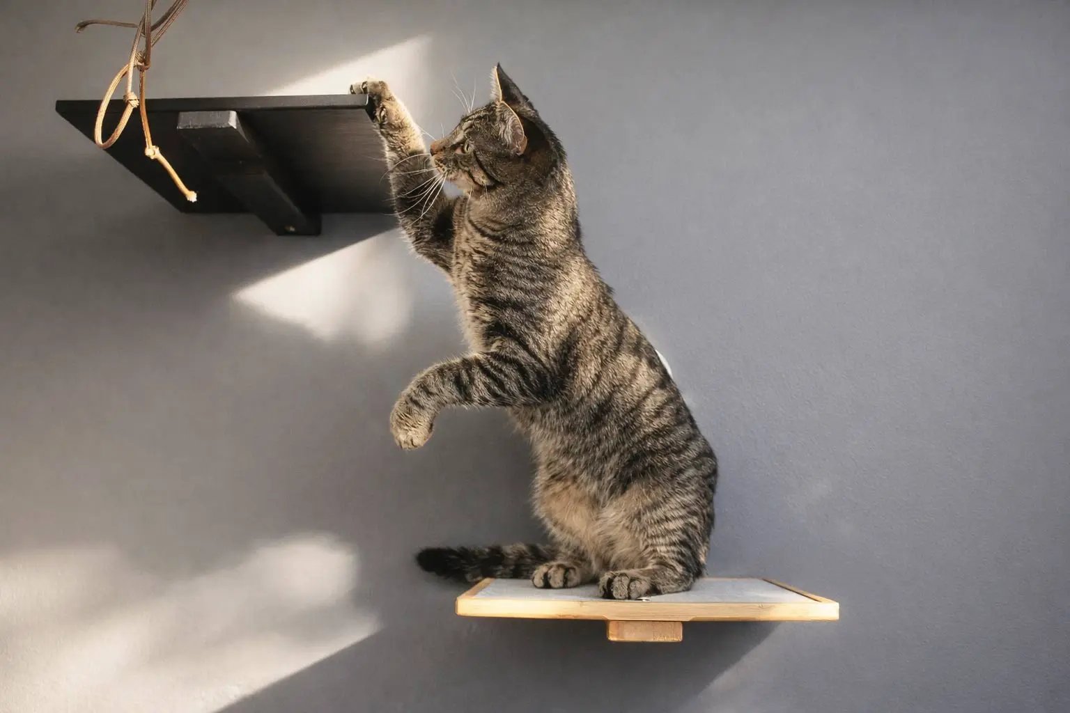 Cat Perch - Wall-Mounted Wooden cat shelf by Catastrophic Creations with a tabby cat.