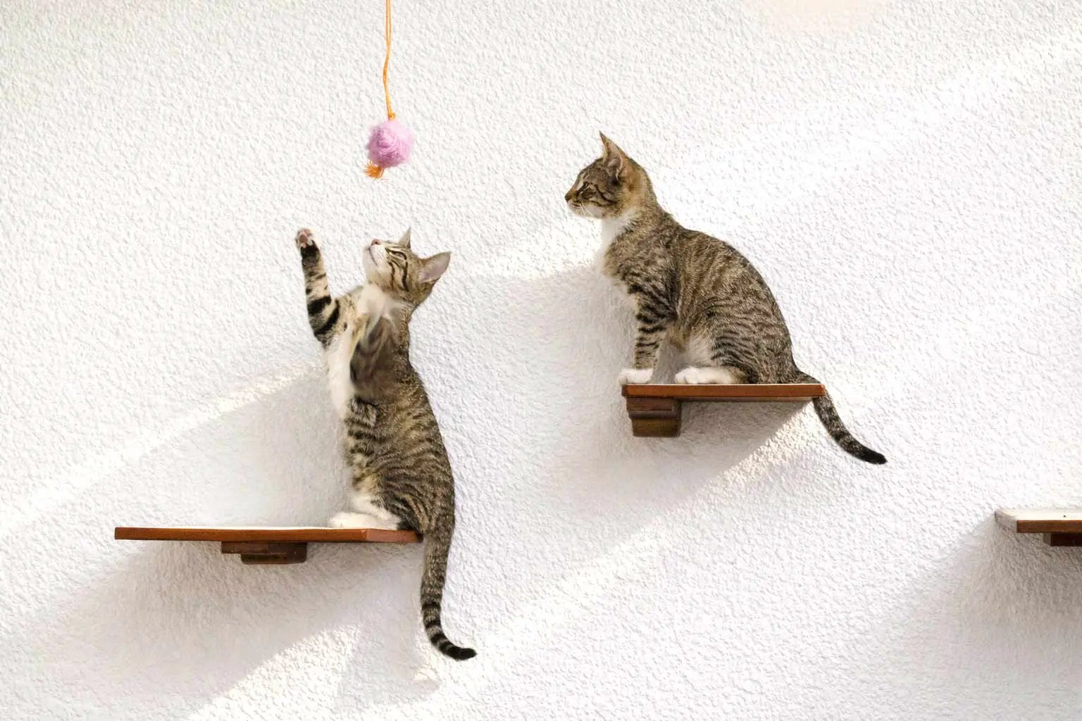 Cat Perch wall-mounted wooden shelves with two tabby cats and a pink toy