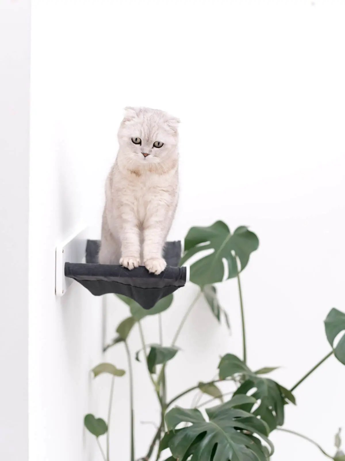 Cat Hammock Shelf by Enjoy The Wood B2B; black fabric hammock on white wall mount with a cat.