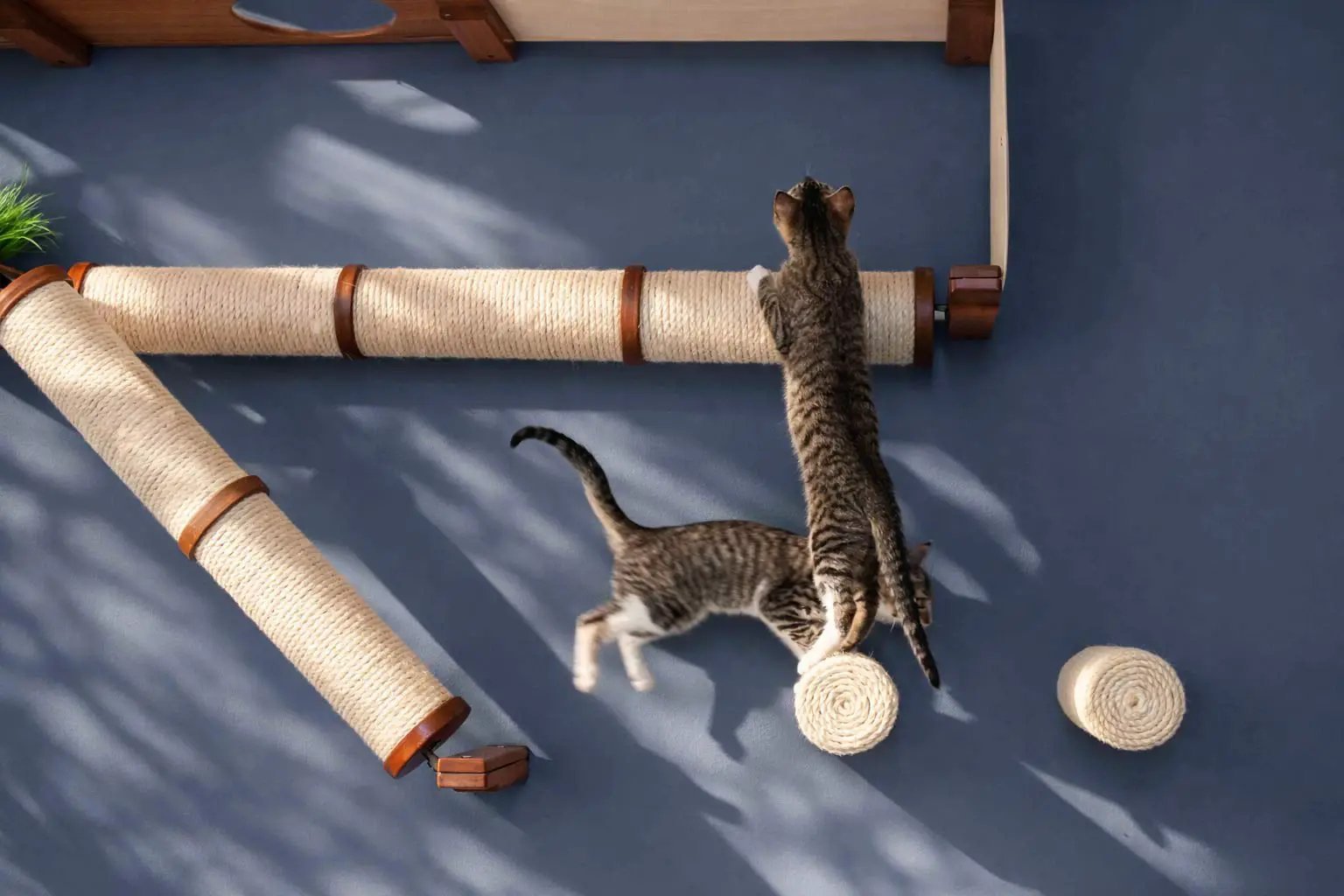 Floating Cat Step for Wall cat scratcher with beige sisal rope posts and wood accents; two kittens playing.