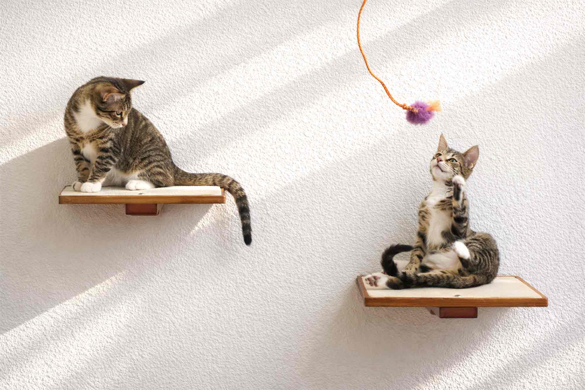 Cat Perch wall-mounted wooden cat shelves; two platforms with two cats and orange pom-pom toy.