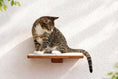 Bild in Galerie-Betrachter laden, Cat Perch by Catastrophic Creations; wall-mounted wooden cat shelf with white cushion, cat sitting.
