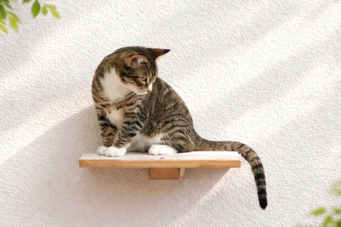 Cat Perch - Wall Mounted and Wooden cat shelf by Catastrophic Creations