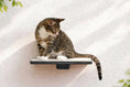 Bild in Galerie-Betrachter laden, Cat Perch wall-mounted wooden shelf with a white top; tabby cat sits on it.
