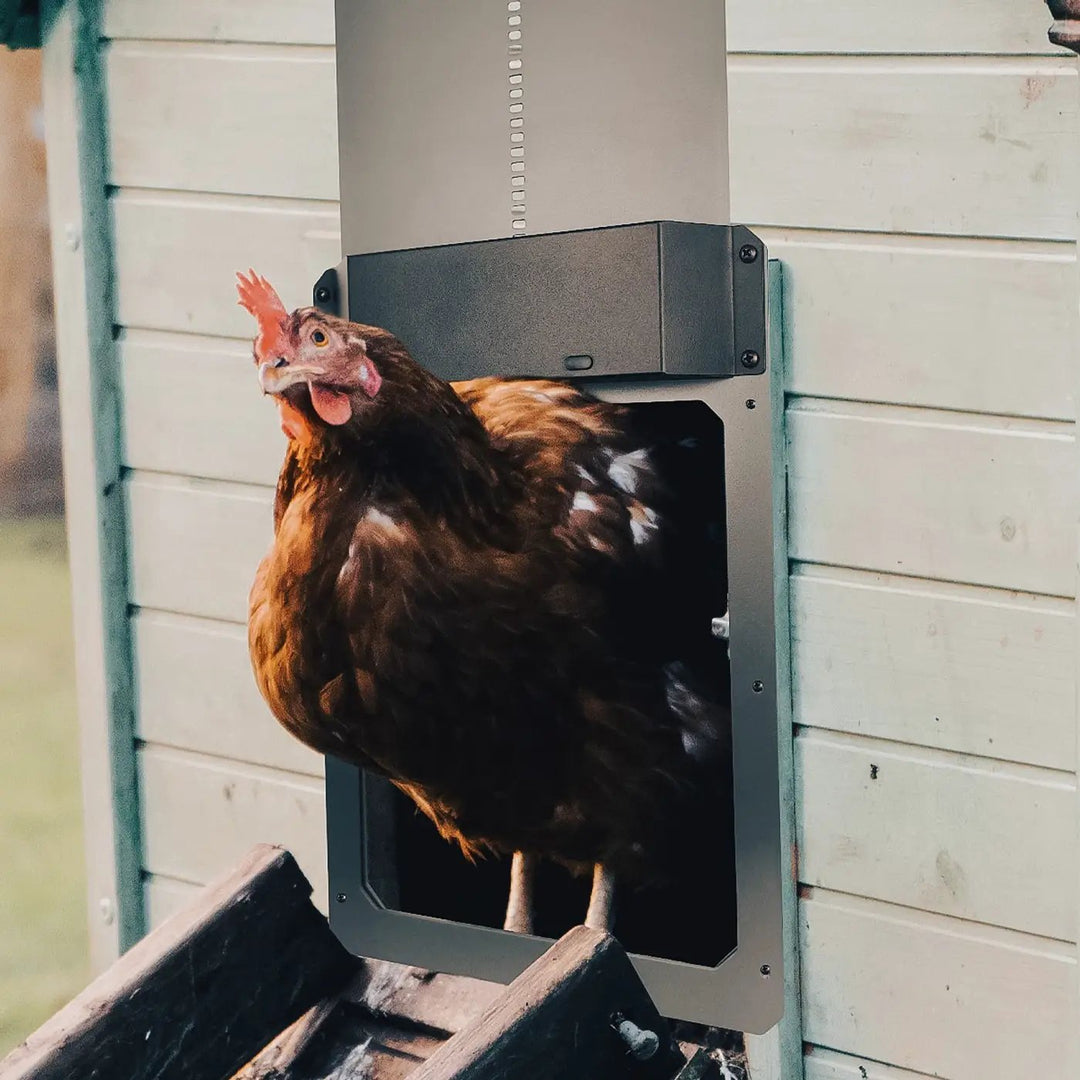Farmight automatic chicken coop door, aluminum, by My Pet Chicken; chicken stepping out.