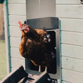 Load image into Gallery viewer, Farmight automatic chicken coop door, aluminum, by My Pet Chicken; chicken stepping out.
