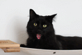 Charger l'image dans la visionneuse de la galerie, The Climb Condo Cat Wall Climbing System: black cat resting in a beige fabric hammock mounted on wood.

