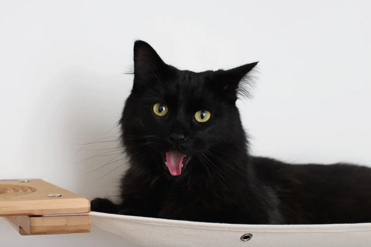 The Climb Condo Cat Wall Climbing System: black cat resting in a beige fabric hammock mounted on wood.