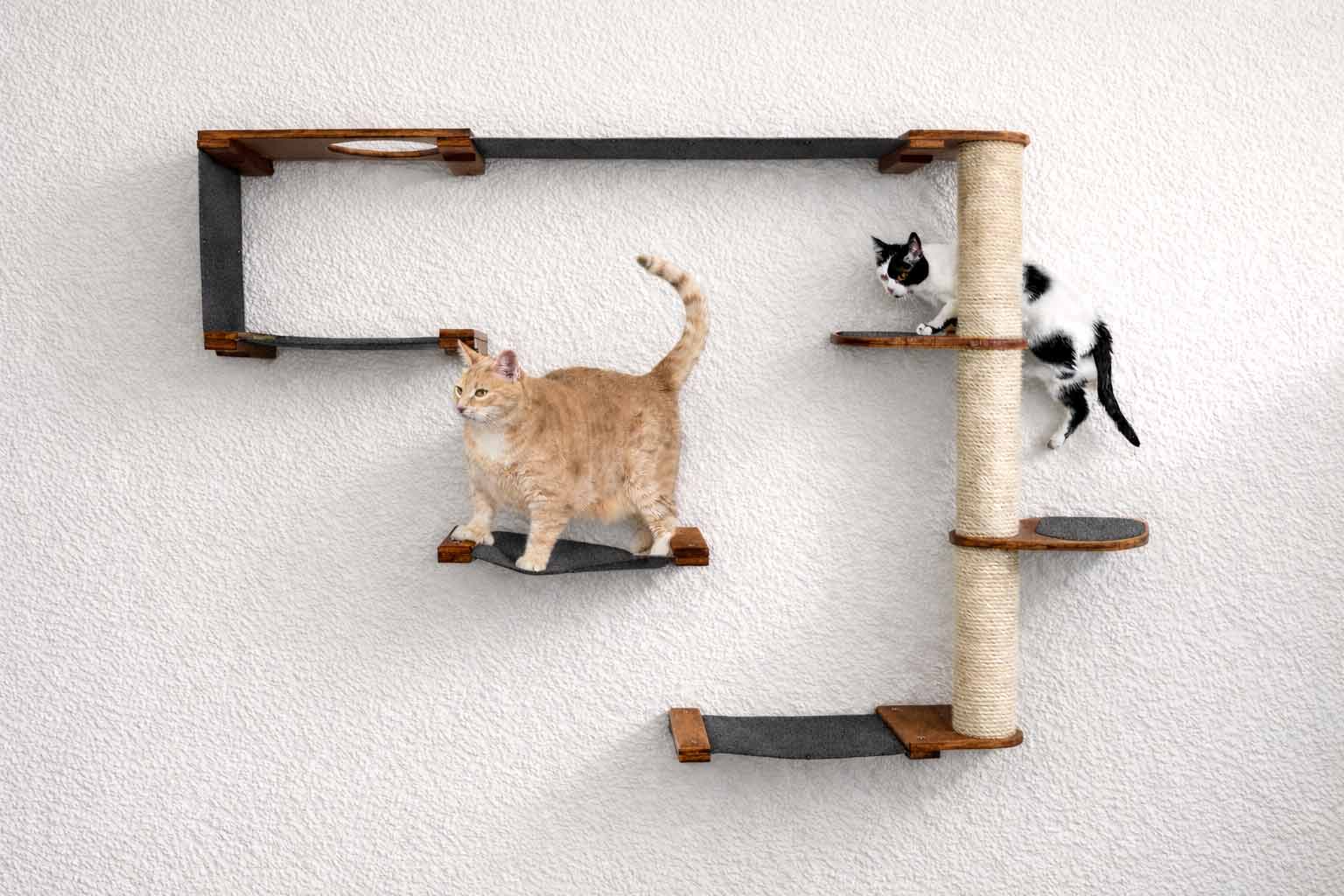 The Climb Condo cat wall climbing system; wall-mounted condo with gray platforms and sisal rope column, two cats.