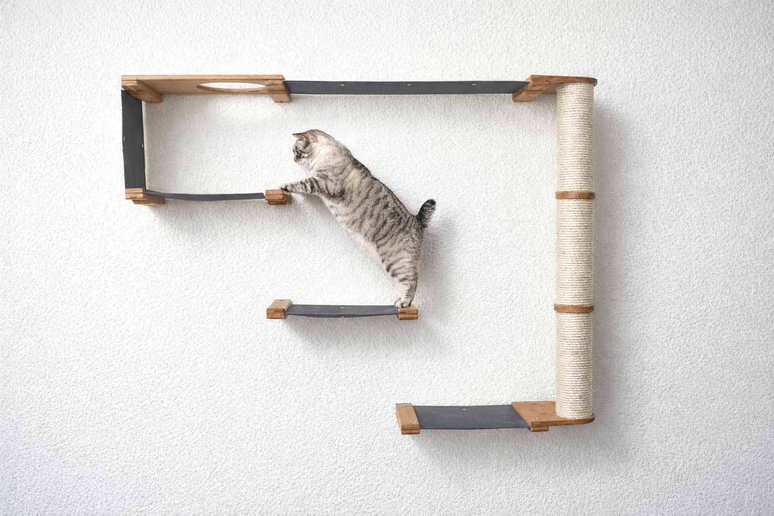 The Climb Condo cat wall climbing system with wood platforms, black straps, and a sisal-wrapped pillar; cat climbing.