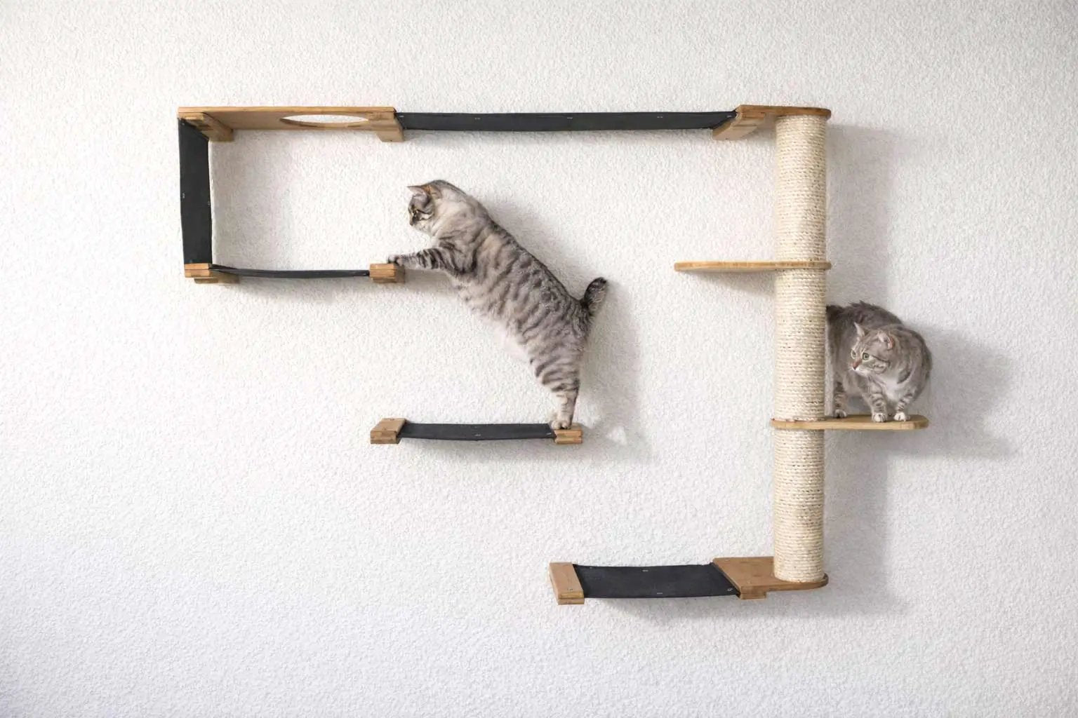 The Climb Condo cat wall climbing system; wall-mounted cat condo with light wood shelves and a sisal post.